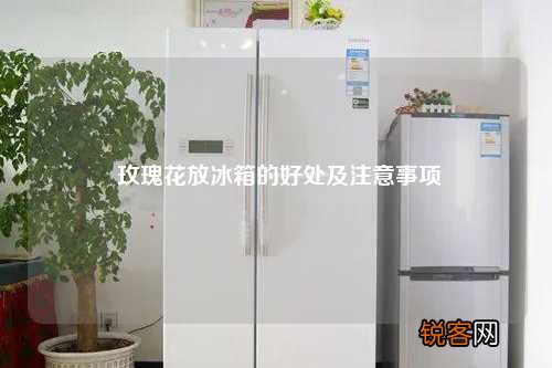 玫瑰花放冰箱的好处及注意事项