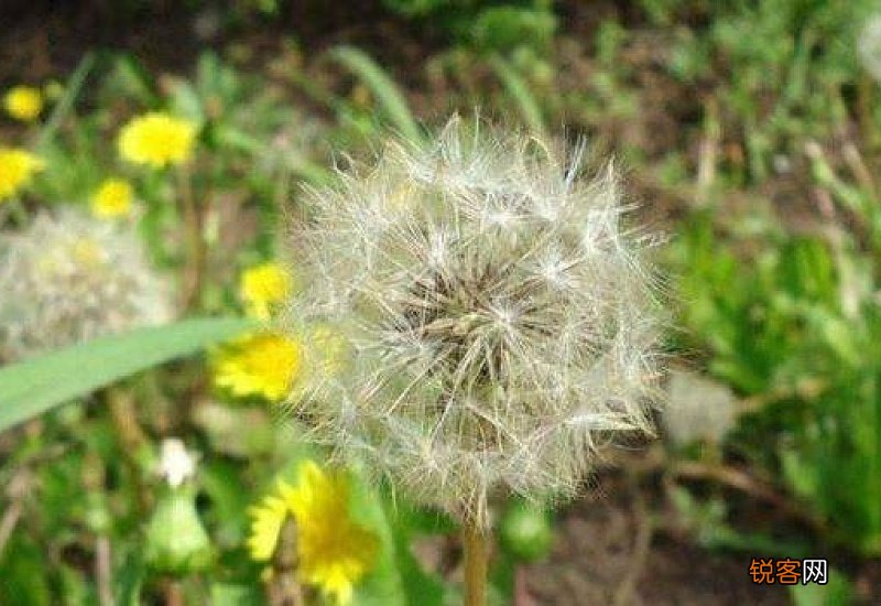 蒲公英哪四种人不能吃 蒲公英煮水的功效作用