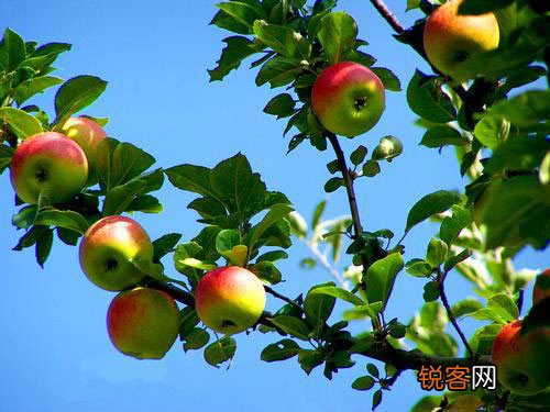 白露时节吃什么水果好?