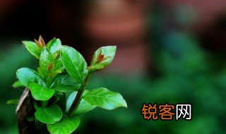 春绿散文欣赏 春绿散文赏析