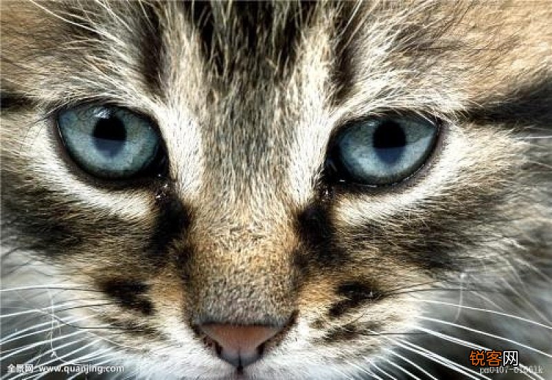 猫的外形特点60字