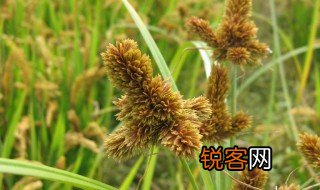 麦芒的意思 麦芒解释