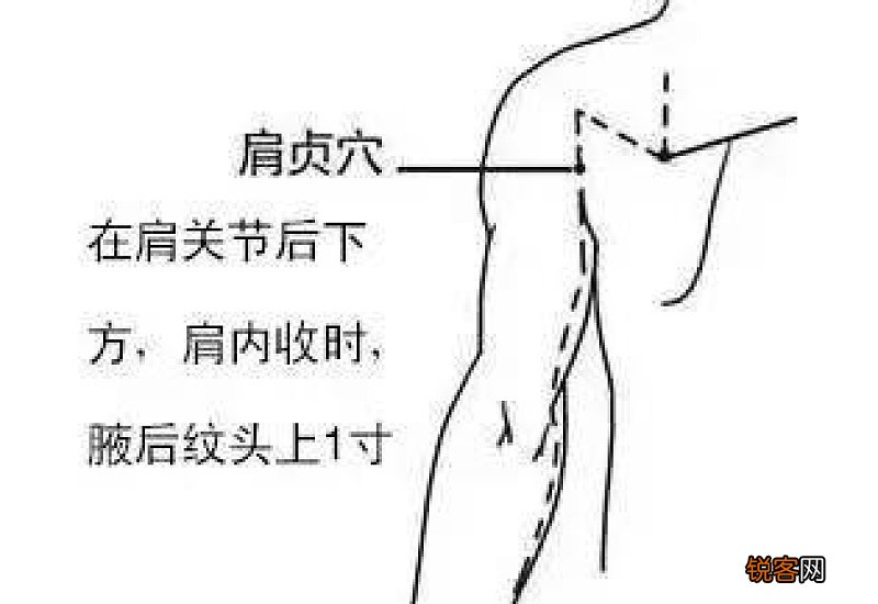 肩贞的作用及功效