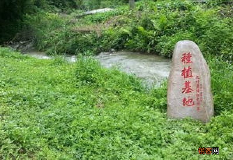 绞股蓝泡水喝的禁忌 长期喝绞股蓝会伤肾吗