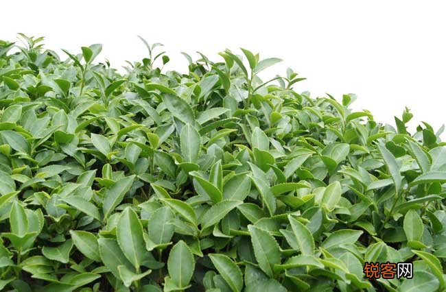 茶叶种植条件有哪些？