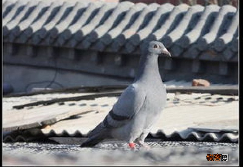 鸽子的正确杀法
