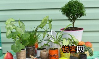 什么是双子叶 双子叶植物的特征