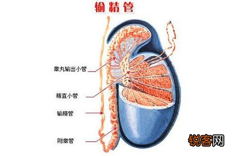输精管梗塞的表示有哪些 术后需求怎样护理