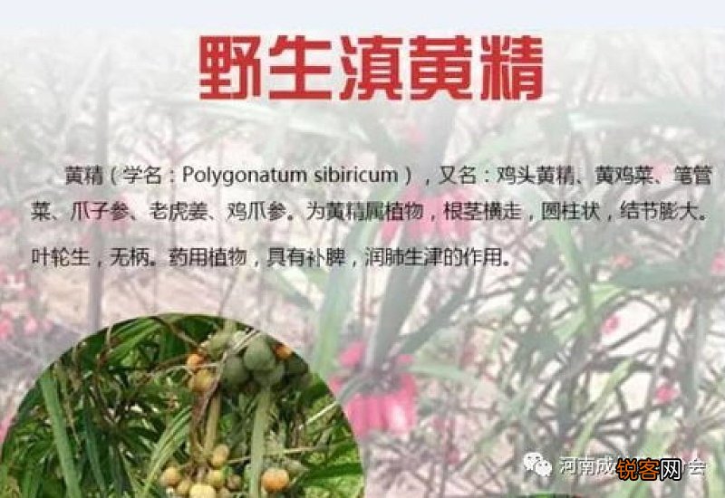 黄精牛蒡泡水喝的功效
