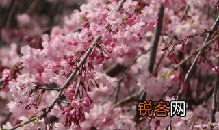 落英缤纷的意思是什么 落英缤纷的意思
