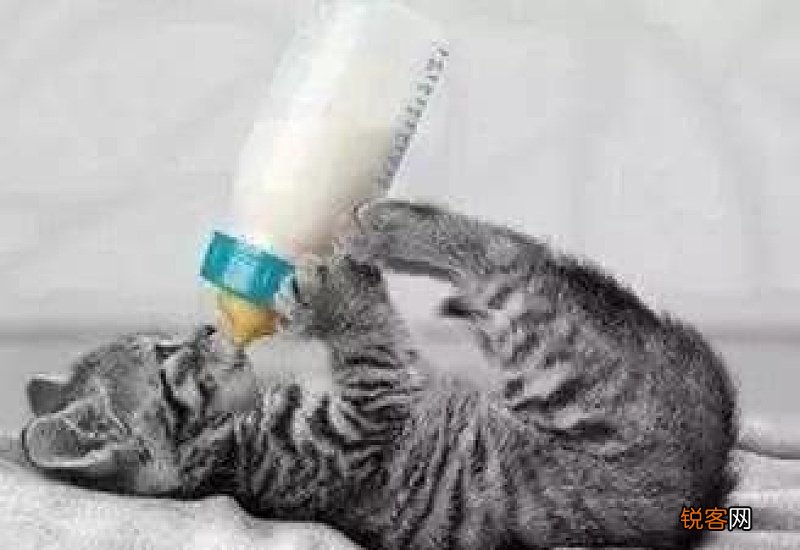 满月的小猫怎么断奶