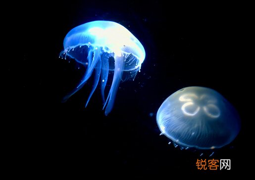 水母怎么养？水母是怎么运动的？