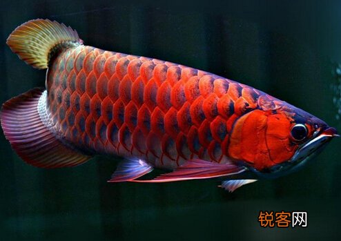红龙鱼的风水学应用-红龙鱼的养护