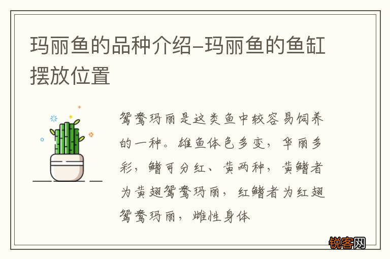 玛丽鱼的品种介绍-玛丽鱼的鱼缸摆放位置