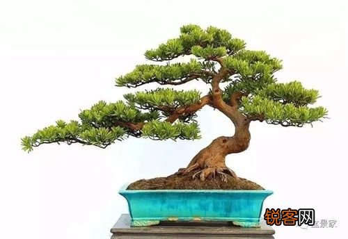 罗汉松怎么养才能更旺盛 地栽罗汉松怎么养才能更旺盛