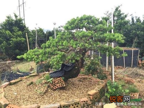 罗汉松怎么养才能更旺盛 地栽罗汉松怎么养才能更旺盛