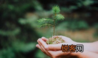 生态系统的营养结构是什么 生态系统的营养结构解释