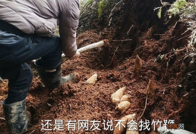 挖冬笋怎么找竹鞭诀窍