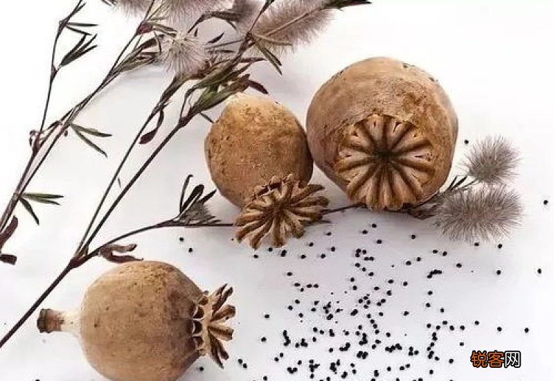 罂粟籽是毒品原料吗