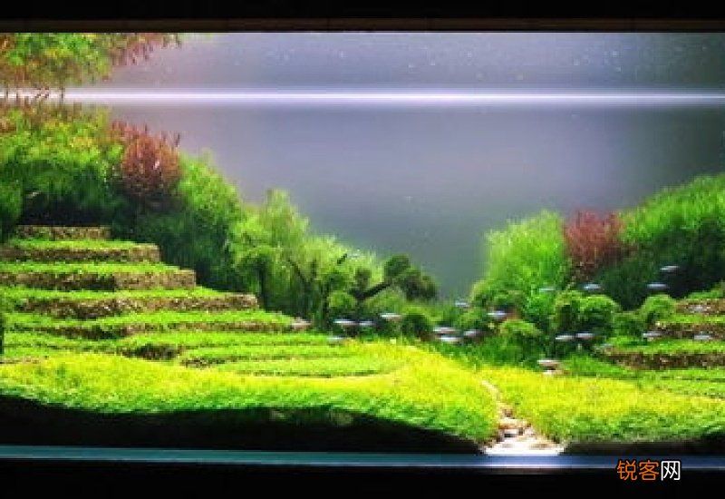 水草造景的方法 水草造景方法和技巧