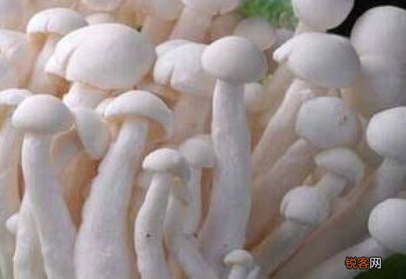 白玉菇有哪些功效？如何选购白玉菇