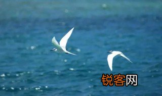 临危不惧的动物是什么 哪个动物临危不惧呢