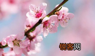 山寺桃花始盛开的前一句是什么 山寺桃花始盛开原文及译文