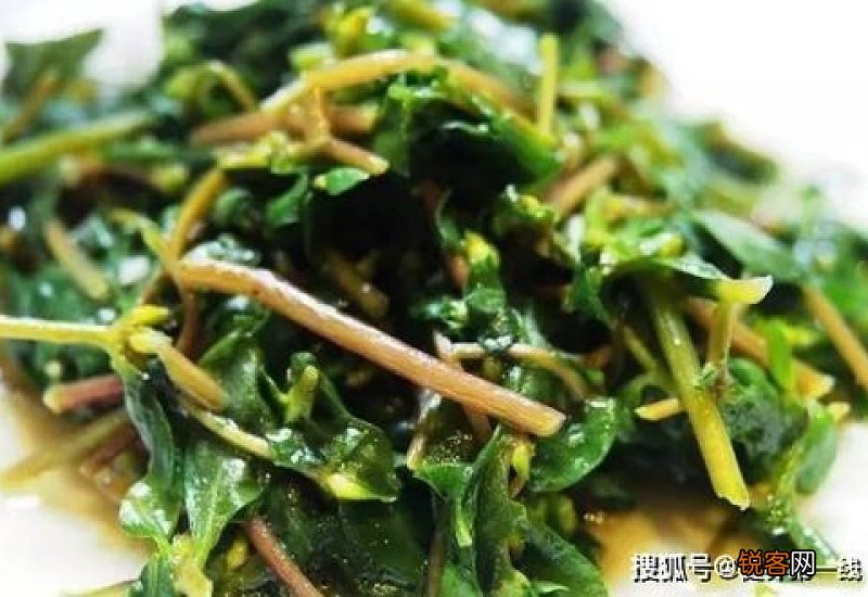 马齿苋长期吃有坏处吗