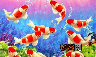 九鱼图六红三黑是什么意思 九鱼图几种颜色最好