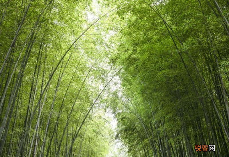栽种竹子的方法 栽竹子怎么栽