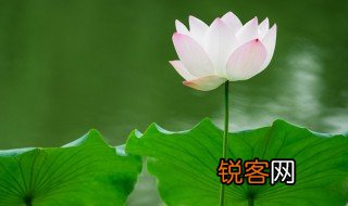 濯清涟而不妖是什么意思 濯清涟而不妖原文及翻译介绍