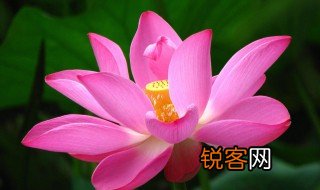 莲花有什么寓意 莲花的寓意是什么