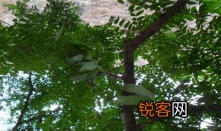 桑榆的寓意象征意义 桑榆的寓意象征意义分享