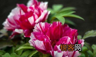 牡丹的象征意义及寓意 牡丹的简介