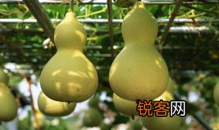葫芦寓意以及对中国人的意义 关于葫芦寓意以及对中国人的意义