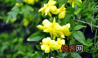 春天的特点是什么 春天的特点有哪些