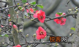 春色满园关不住一只红杏出墙来这两句诗的意思是什么 春色满园关不住介绍
