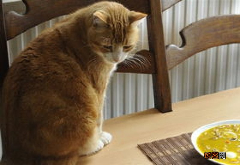 猫挑食如何改