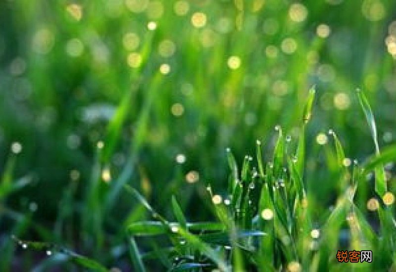 谷雨是什么季节