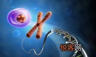 能稳定遗传是什么意思 稳定遗传的定义