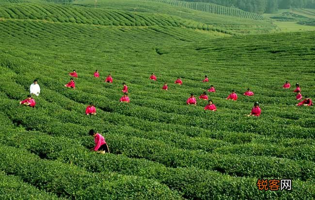 茶叶的采摘技术