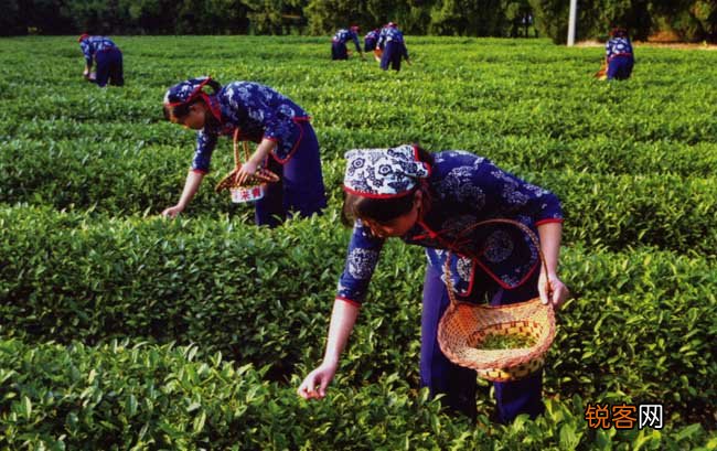 茶叶的采摘技术