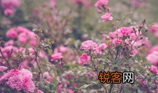 垂丝海棠是什么意思 垂丝海棠的简介