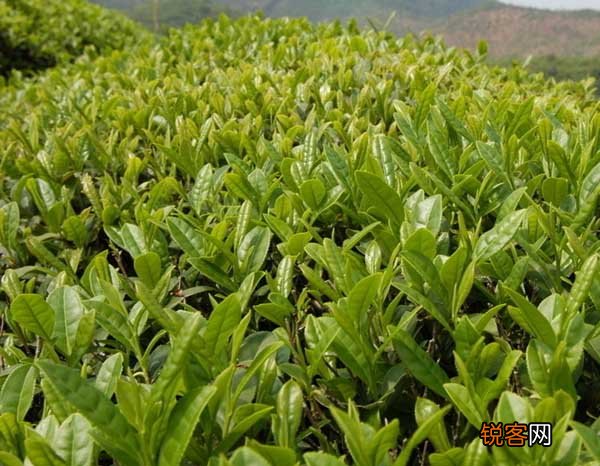 茶园农药的合理使用方法