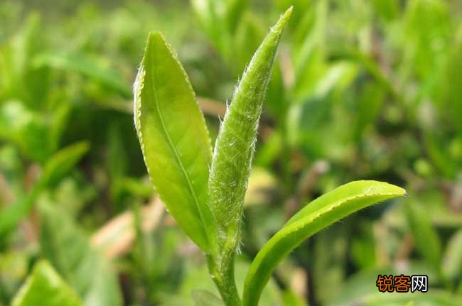 茶园农药的合理使用方法