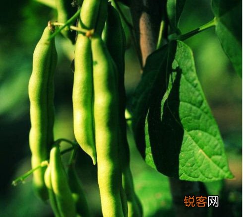 扁豆豆角巧吃防中毒