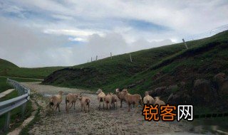 克雷洛夫寓言杂色羊告诉我们什么道理 杂色羊告诉我们什么道理