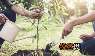 关于植树节的诗句 关于植树节的诗句是什么