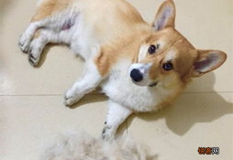 狗毛硬怎么处理