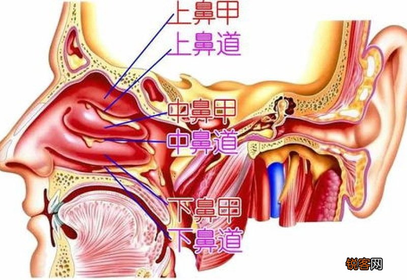 鼻咽拭子会不会伤害鼻子